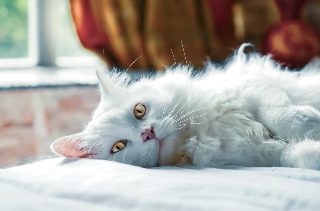 what-is-cat-litter-made-of-surprising-facts-you-need-to-know